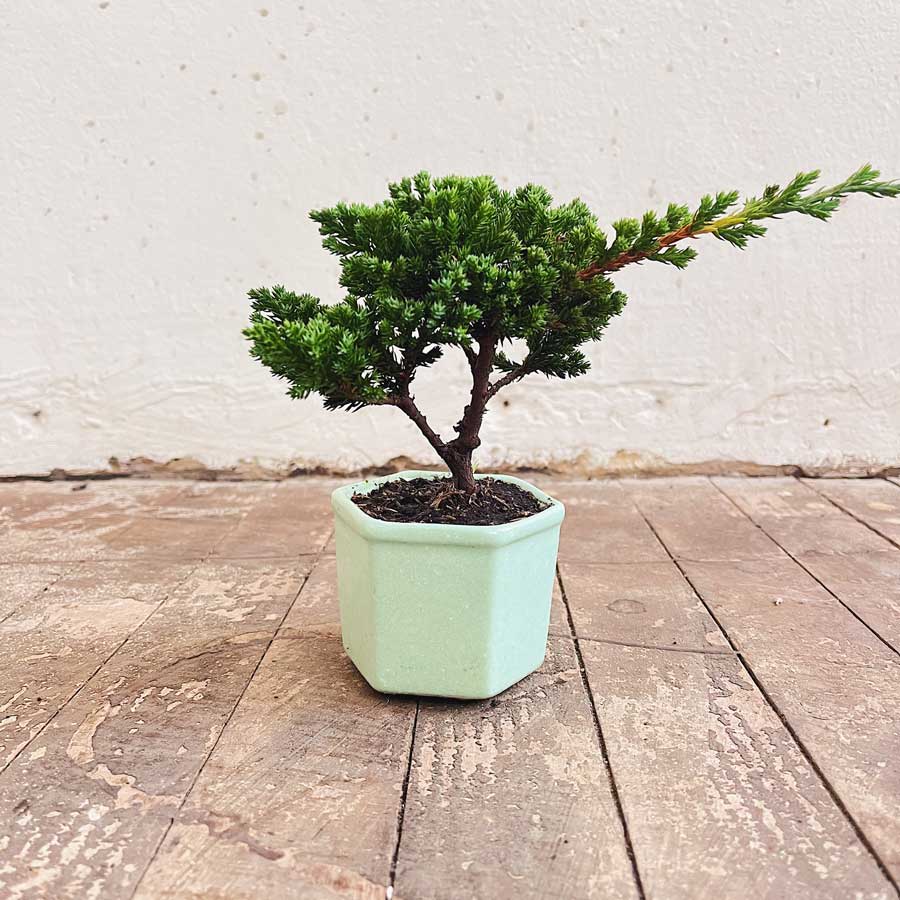 Bonsai Pequeño 2 años - Imagen 3